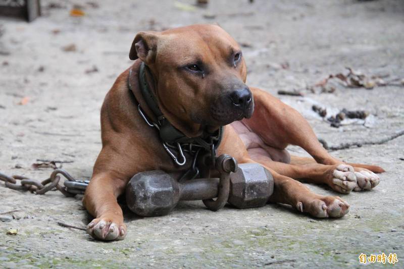 因今年9月份曾發生比特犬咬傷人事件，台中市議員提案要求農業局訂定「台中市攻擊性寵物管理自治條例」規範。示意圖。（資料照）
