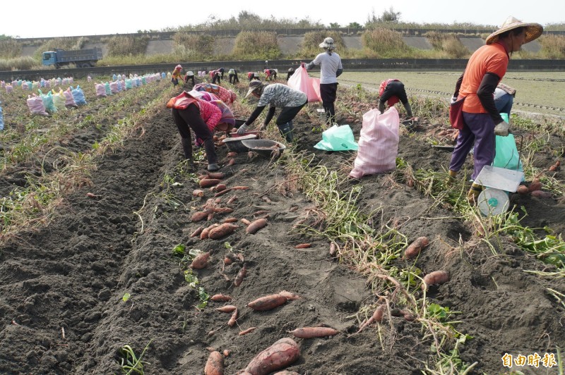 甘薯原地、原苗栽種三年，品質就大打折扣，收購價自然降低。（記者顏宏駿攝）