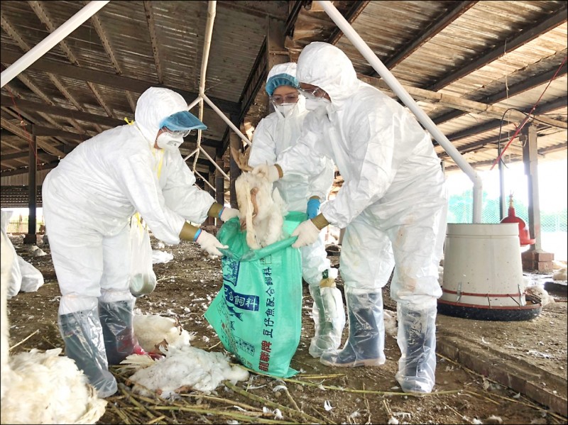 嘉義縣發生入冬首場禽流感的肉鵝場，防疫人員進行撲殺。（記者蔡宗勳翻攝）