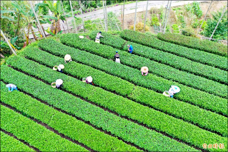 嘉義縣大阿里山地區冬茶採收狀況。
（記者蔡宗勳攝）