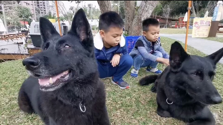 桃園市唯二自訓且具有國際認證的搜救犬妹咕（右）和mini加入宣導活動，2隻同胎的7歲搜救犬從高雄氣爆開始見習後，曾參與台南維冠大樓、花蓮雲翠大樓等國內幾起大型救難活動，吸引許多小朋友和家長的目光。（記者陳恩惠翻攝）