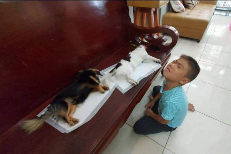 一名國小年紀的泰國小男孩，回家看到兩隻狗狗躺在沙發上一動也不動，舌頭還伸出嘴外，小男孩不禁癱軟在地，在狗狗身邊嚎啕大哭，守在狗狗身邊久久不願離去。（圖擷取自臉書＿泰國清邁象）