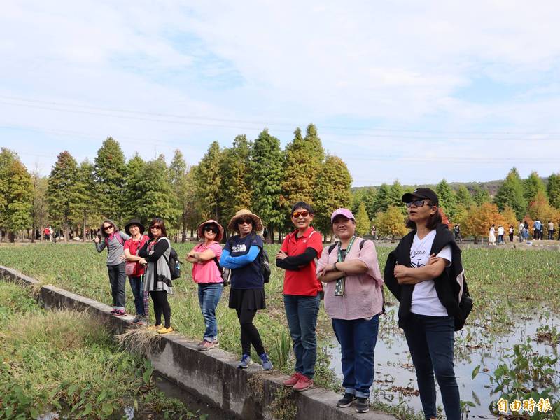 后里泰安落羽松秘境，每年皆吸引許多遊客到訪，站在園區外的田埂也能拍出美照。（記者歐素美攝）