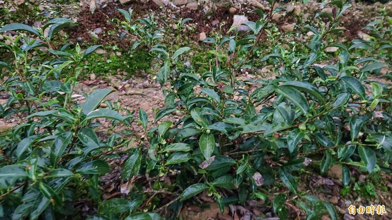 坪林因為連月雨勢造成土壤含水量太高，茶樹長不出嫩芽。（記者翁聿煌攝）