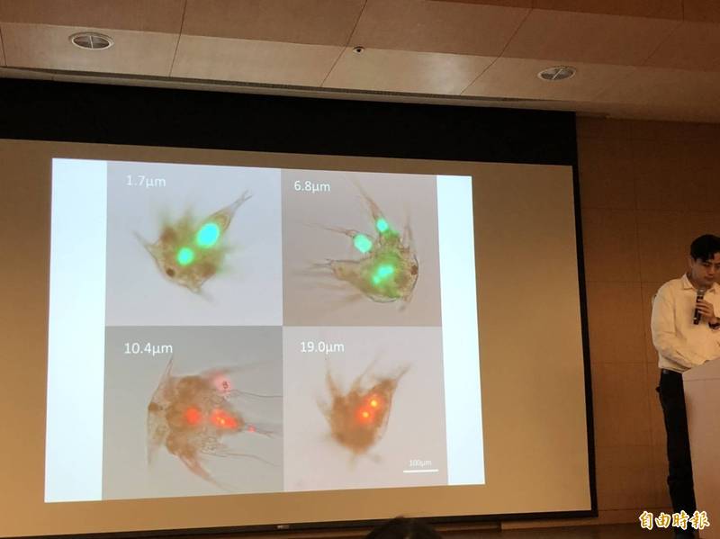 中研院生物多樣性研究中心研究員陳國勤團隊發現，藤壺攝食的塑膠微粒愈小，毒性愈高，照片中的螢光就是吃進去的塑膠微粒。（記者楊媛婷攝）