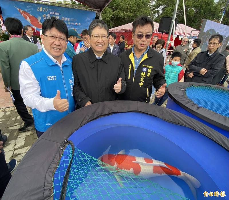 水中活寶石 錦鯉比美大會今 明竹縣府廣場登場 新竹縣 自由時報電子報