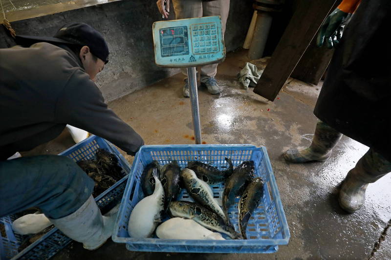 中國1名漁販販售劇毒河豚，導致受害人1家四口全中毒，其中1人死亡。河豚交易示意圖。（歐新社檔案照）