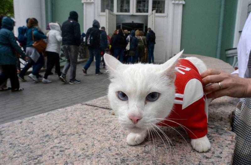 俄羅斯聖彼得堡冬宮博物館的50隻貓咪，獲得法國男子的遺產。（法新社）