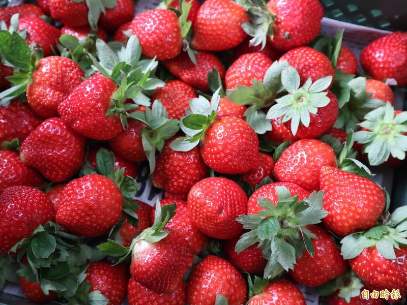 林煜杰種植的草莓，鮮紅欲滴　。（記者歐素美攝）