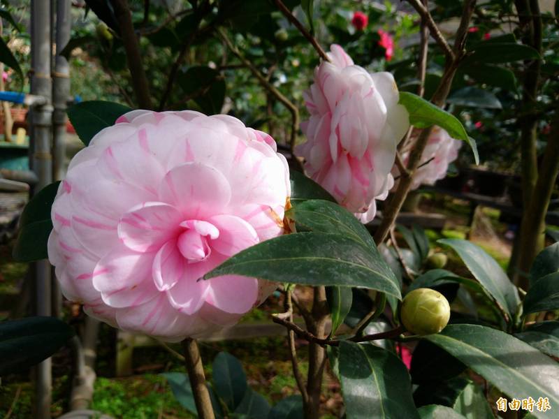 竹市茶花季開跑長達3個月邀民眾冬日賞茶花之美 生活 自由時報電子報