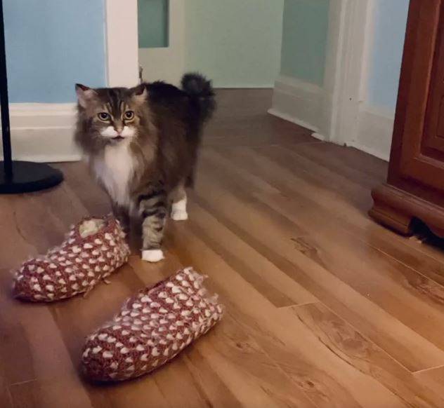 國外網友飼養的貓在天冷時為主人叼來毛茸拖鞋，贏得網路論壇一片讚賞。（圖擷取自Reddit @therep）