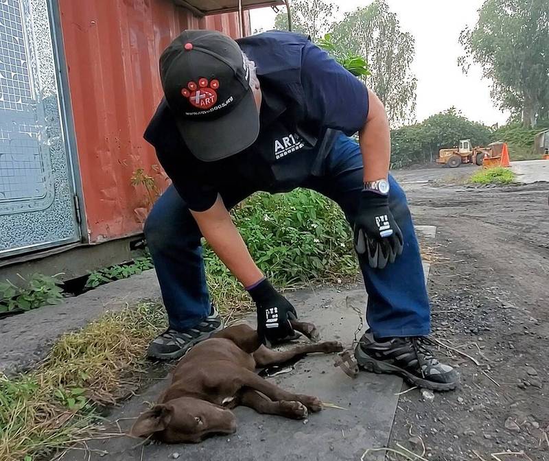 動保團體再發現幼犬遭獸夾斷掌命危半個月1死3重傷 生活 自由時報電子報