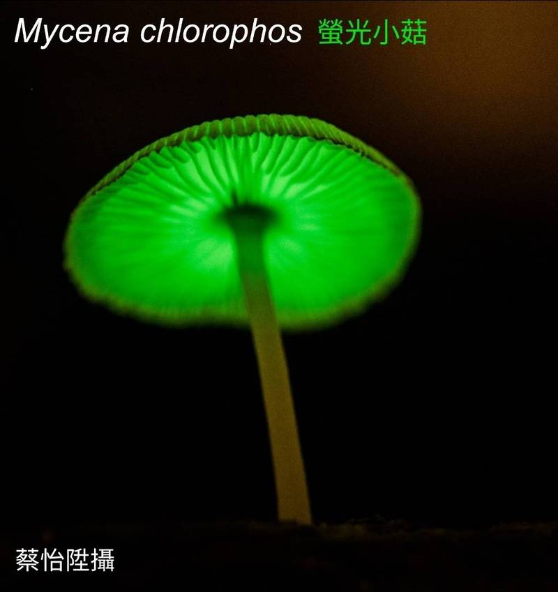 中研院生物多樣性研究中心副研究員蔡怡陞團隊發表全球第一篇探討真菌發光基因演化的研究。（蔡怡陞提供）