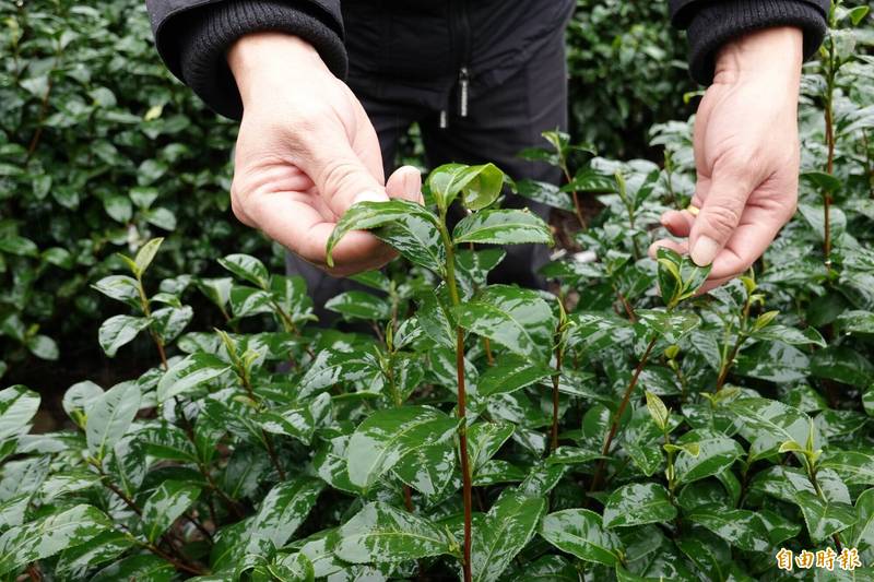 林志亮的冬茶因雨無法採收，造成茶葉木質化。（記者江志雄攝）