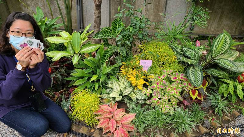 台南市葉石濤文學紀念館以葉石濤文學中提及的植物，將中庭打造成為「葉老文學花園」。（記者劉婉君攝）