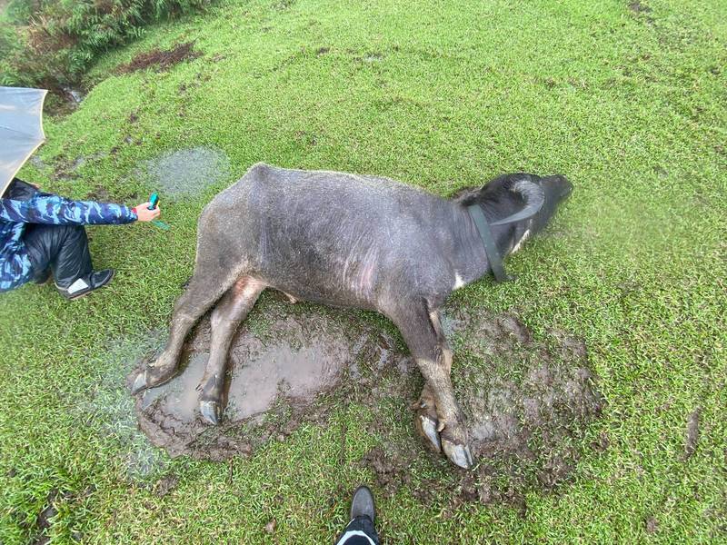 陽明山近期水牛接連離奇死亡，台北市政府動物保護處今公布初步調查死因，應與食物來源成分與品質不佳有關，導致長期營養獲取不足致死。（台北市議員耿葳提供）