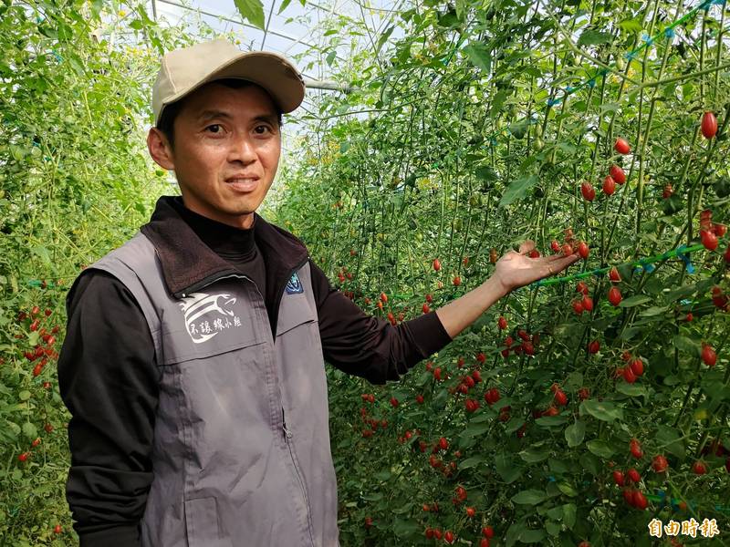 嘉義縣民雄蔬菜產銷班32班班員徐立晨，原本在中國賣鞋，轉業種植小番茄有成，獲得今年台南農改場設施小果番茄競賽冠軍。（記者王善嬿攝）