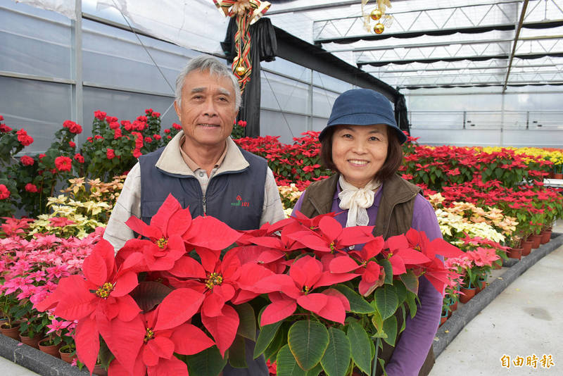 花農莊瀛正、王智玲夫婦終年在山區溫室忙碌，捐助聖誕紅向植物人傳愛長達20年。（記者李容萍攝）