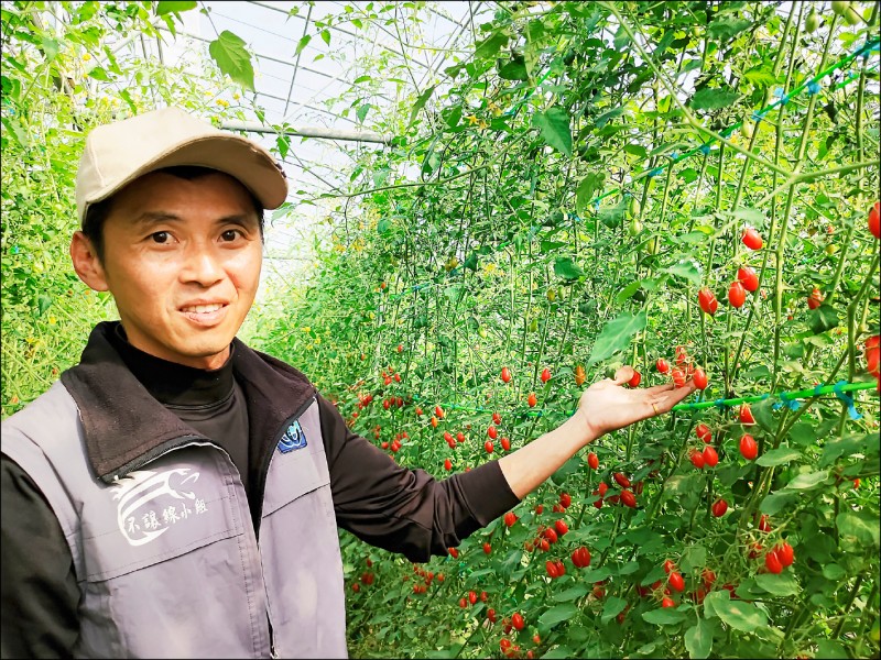 民雄果農徐立晨原本在中國賣鞋，返鄉種小番茄有成，拿下台南區農改場優質設施小果番茄競賽冠軍。（記者王善嬿攝）