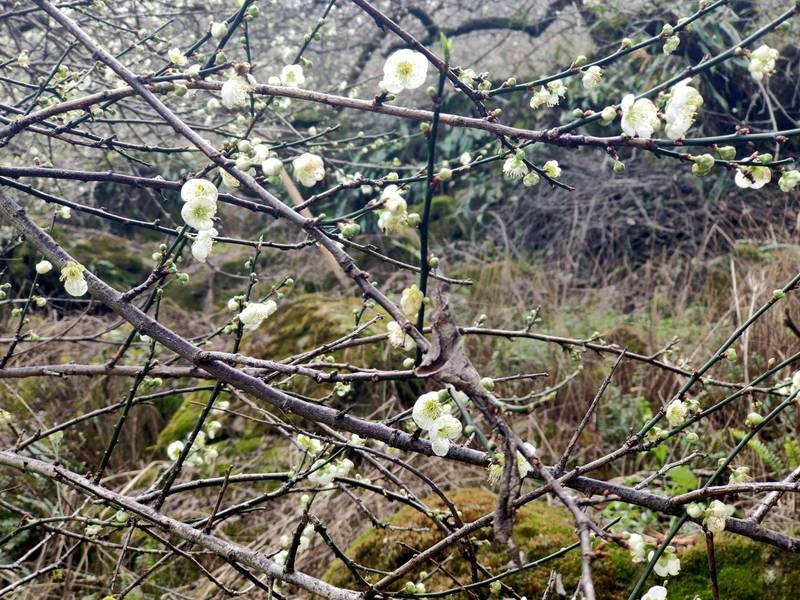 冬雨催梅 信義風櫃斗早花初綻2成 生活 自由時報電子報