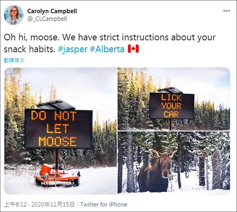 加拿大官员张贴标语，警告驾驶人不得让驼鹿舔他们车外的盐。（图撷取自Carolyn Campbell 推特）(photo:LTN)