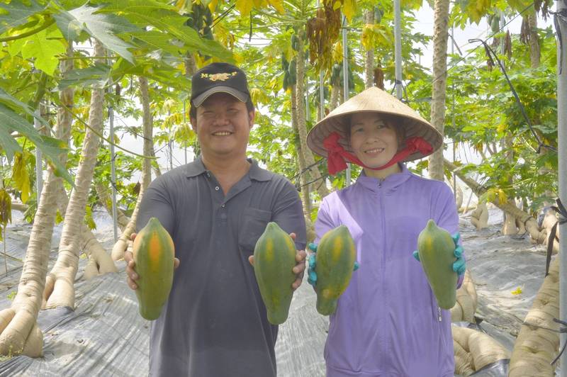 郵局協助小農推廣農特產品，即起至明年3月23日買高雄美濃木瓜享250元折扣還能做公益。（中華郵政公司提供）