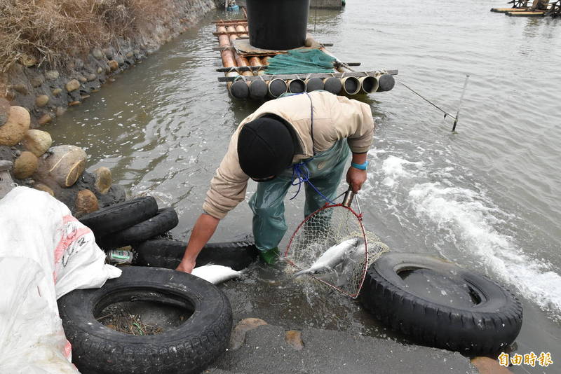 寒流發威，雲林沿海地區傳出魚塭虱目魚凍傷、凍死災情，漁民打撈奄奄一息魚隻出售減少損失。（記者黃淑莉攝）