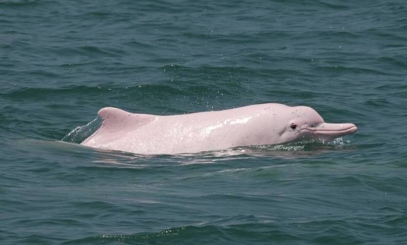 白海豚（資料照，農委會提供）