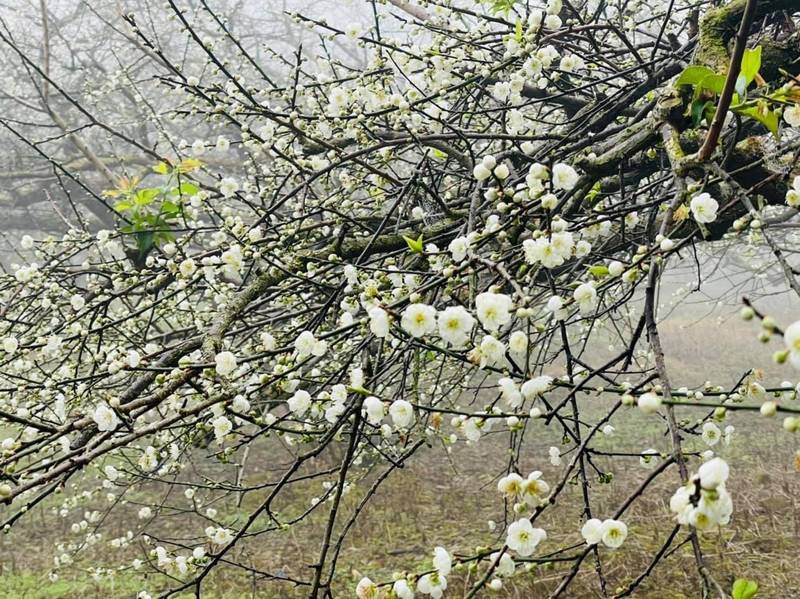 信義鄉梅花綻放連假吸客預計下週爆開 生活 自由時報電子報