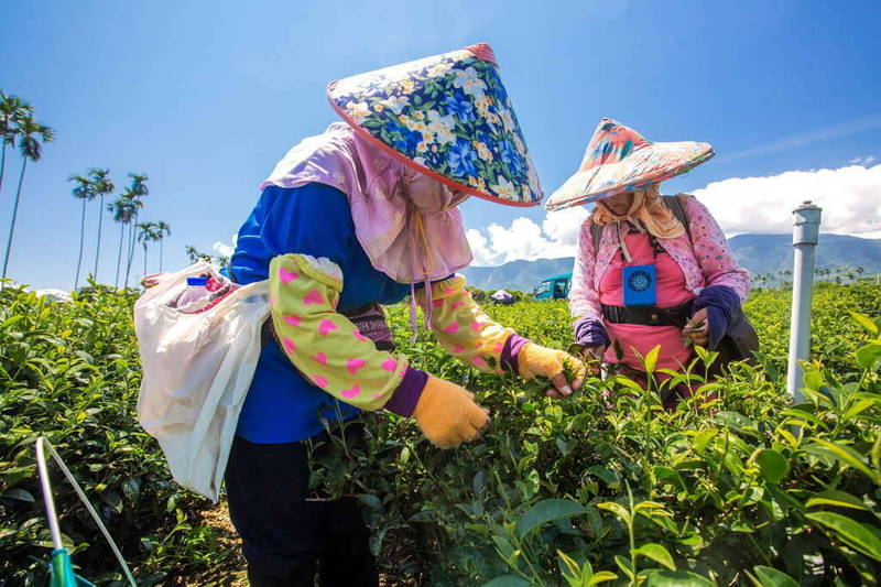 舞鶴觀光茶園採茶的人文景致。（縱管處提供）