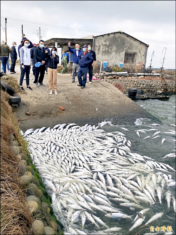 雲林虱目魚凍死超過30萬尾，農委會將啟動天然災害救助。（記者詹士弘攝）