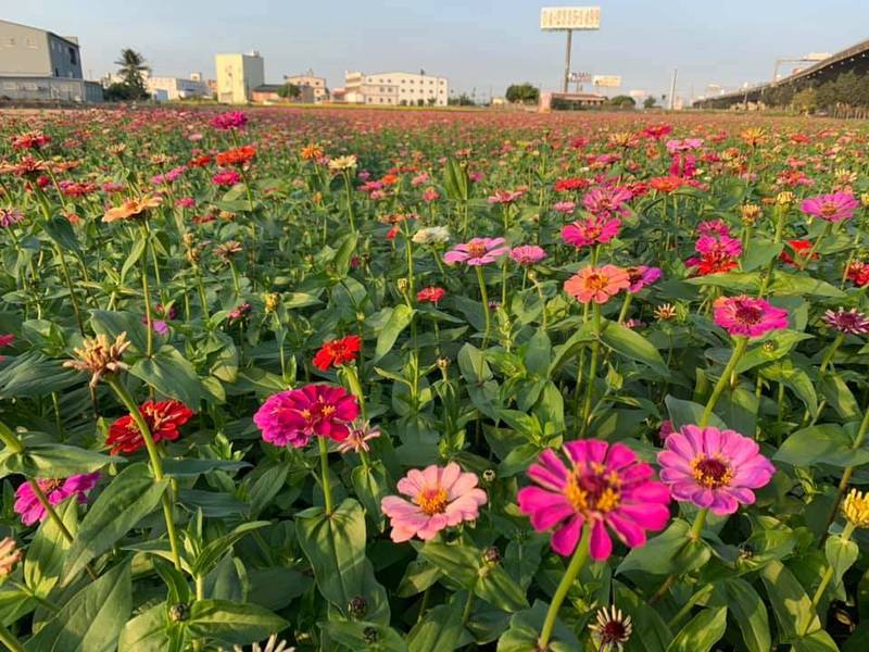 芬園18公頃的花海開了，吸引許多人來打卡拍照。（黃翊愷提供）