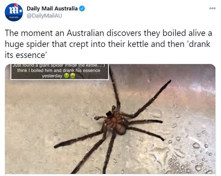 澳洲一名男子在家喝水時發現，水壺裡面竟然有一隻煮熟的大蜘蛛，蜘蛛還少了一隻腳，他在網路上PO出照片自嘲說，「我想我把精華湯都喝下去了」。（圖擷取自推特）