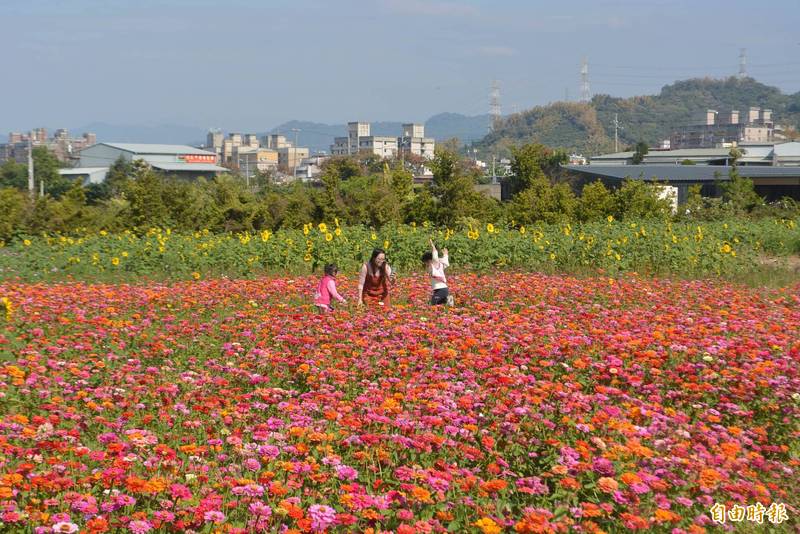 霧峰公所在福新路兩旁撒下百日草、向日葵種子，近日花朵盛開，吸引不少民眾來賞花、拍照。（記者陳建志攝）