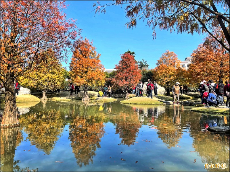 低溫來襲 草嶺梅花大爆發虎尾落羽松轉紅 雲林縣 自由時報電子報