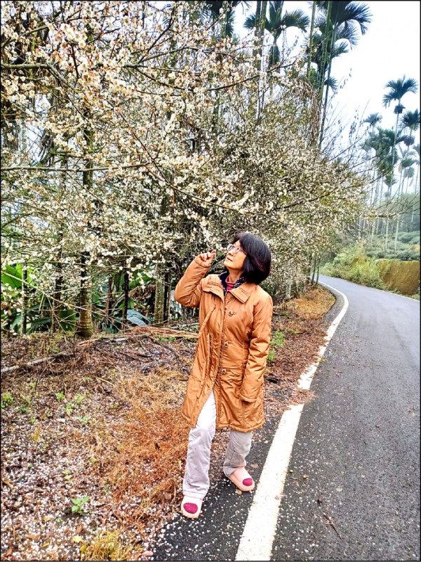 低溫來襲 草嶺梅花大爆發虎尾落羽松轉紅 雲林縣 自由時報電子報