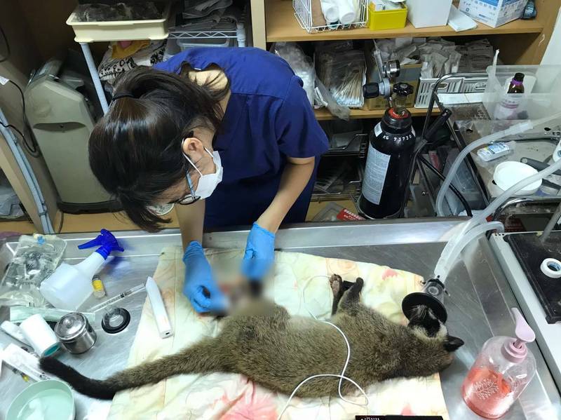 誤採捕獸鋏的動物非死即傷，常致斷肢或傷口腐爛長蛆。（記者許倬勛翻攝）