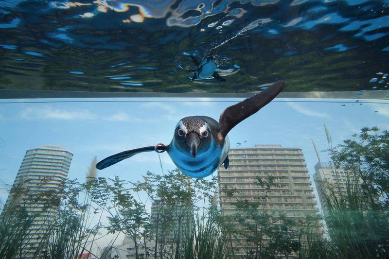 圖為東京池袋的陽光水族館的非洲企鵝。非空白寺作品。（法新社）