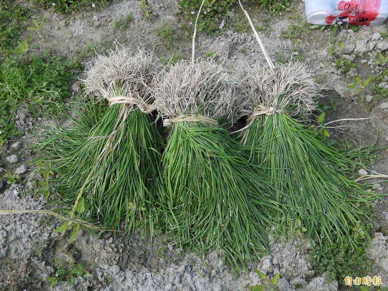 網傳韭菜不僅能補腎、補脾、補腎虛，還能治好糖尿病的腿腳水腫、尿失禁及預防攝護腺肥大，對此查核中心經查指出該傳言為錯誤謠言。韭菜示意圖。（記者王英傑攝）