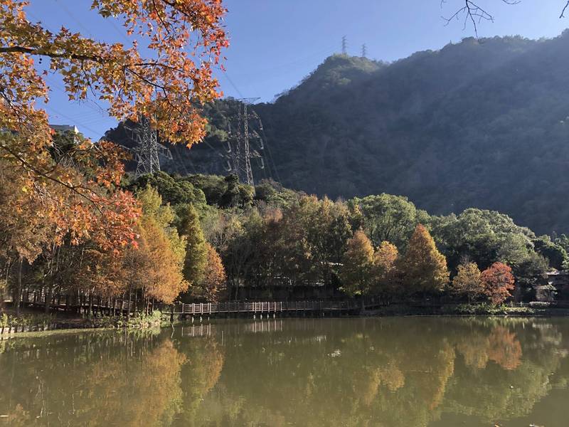 日月潭風景區車埕遊憩區落羽松轉色爆發，與一旁貯木池平靜池水相互輝映，浪漫破表。（記者劉濱銓翻攝）