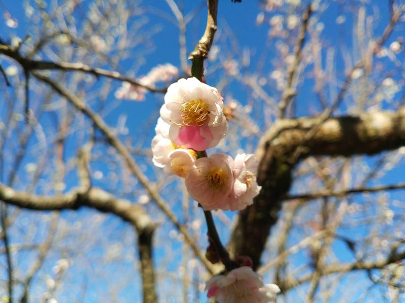 福壽山農場梅花品種眾多，圖為半紅半白的鴛鴦梅。（福壽山農場提供）