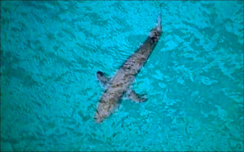 图中鲨鱼约3公尺长，示意图。（美联社档案照）(photo:LTN)