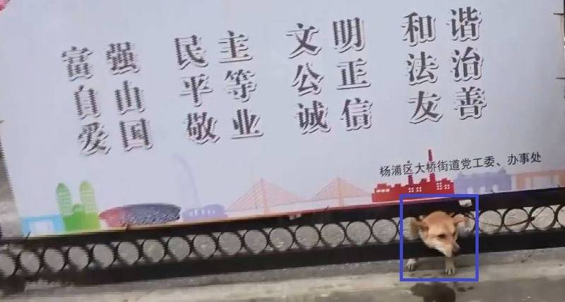 上海日前發生一件狗兒卡在社區鐵門洞裡的意外事件，消防人員緊急到場救援，所幸狗兒已無大礙（圖擷自微博）
