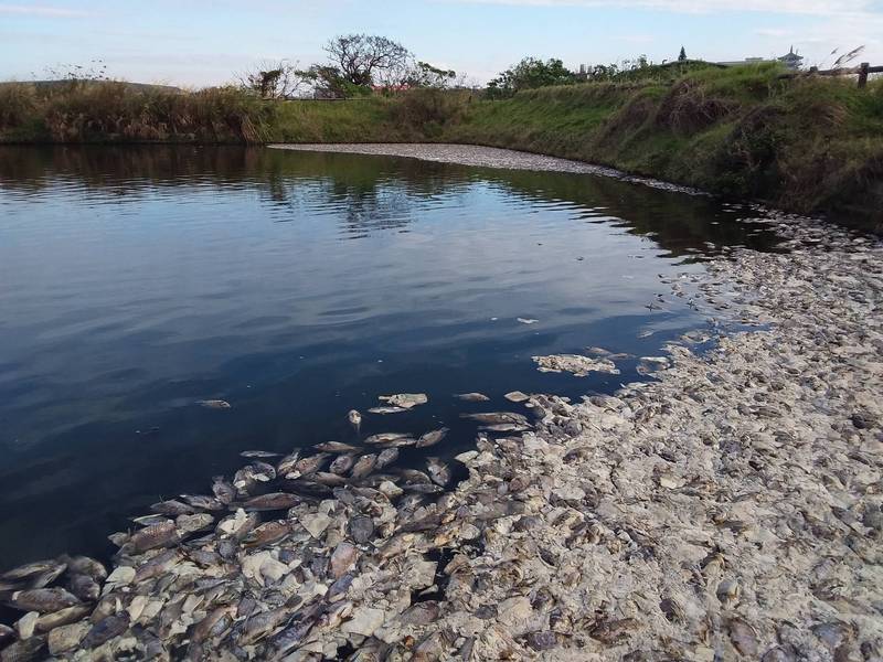 大園湖底埤近日被民眾發現，水面漂浮數千魚屍，經環保局稽查人員採樣檢測水質，初判是水中溶氧偏低所致。（市府環保局提供）