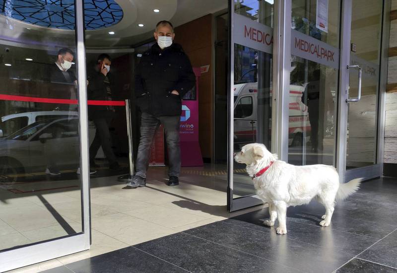 土耳其狗狗「珠珠」19日守在饲主住院的特拉布宗市一间医院外。（美联社）(photo:LTN)