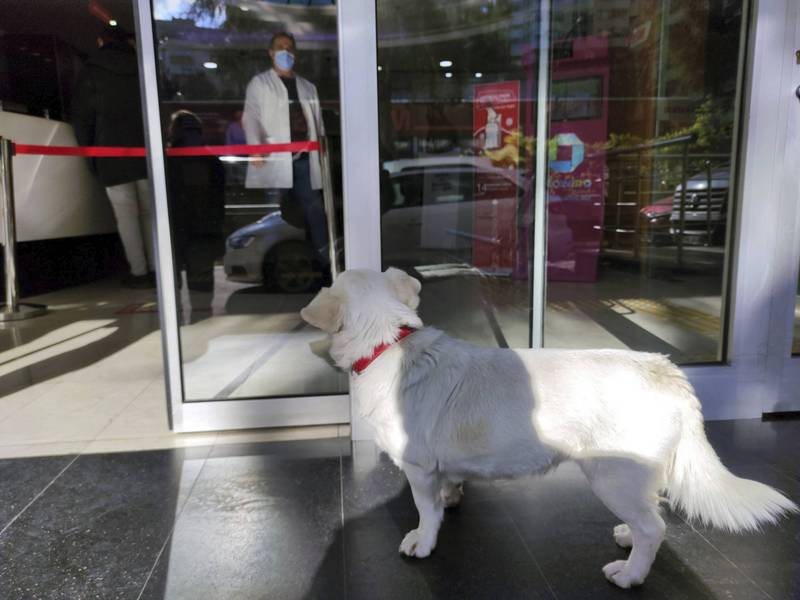 土耳其狗狗「珠珠」守在医院外等住院的主人出现，会不时探头往里面望。（美联社）(photo:LTN)