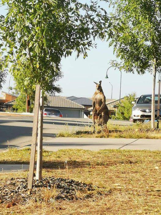 澳洲1名女子在街上看見1隻超壯的袋鼠盯著她瞧。（圖取自Kellie Baker）