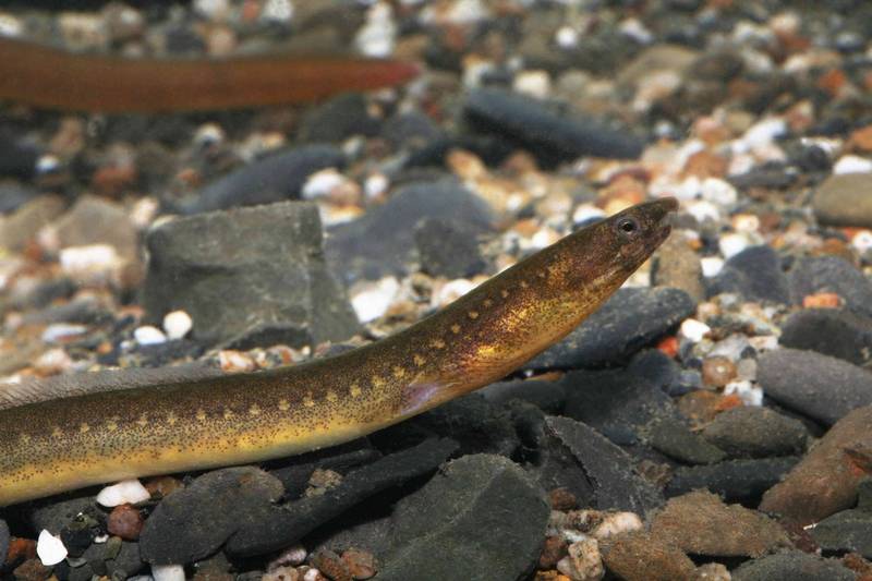 滿州港口溪發現新種「龍口蛇鰻」 專家：證明環境相當健康 - 生活 - 自