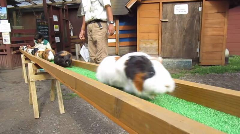日本富士「馬飼野牧場」真實上演天竺鼠車車。（圖取自めんだこ YouTube）
