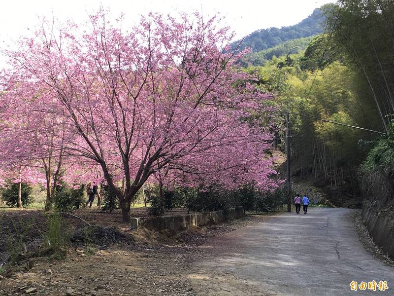 草嶺石壁九芎神木往石壁仙谷沿線的紅粉佳人櫻花在每年2月中旬到3月初盛開，是草嶺最佳賞花點之一。（記者黃淑莉攝）